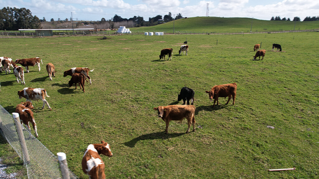 LOMAS DE SILESIA - GALERIA (8)